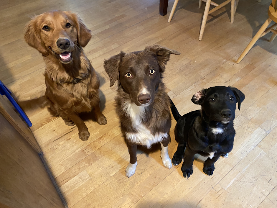 How to Manage Dog Expenses and Save Money The GoodPup Blog