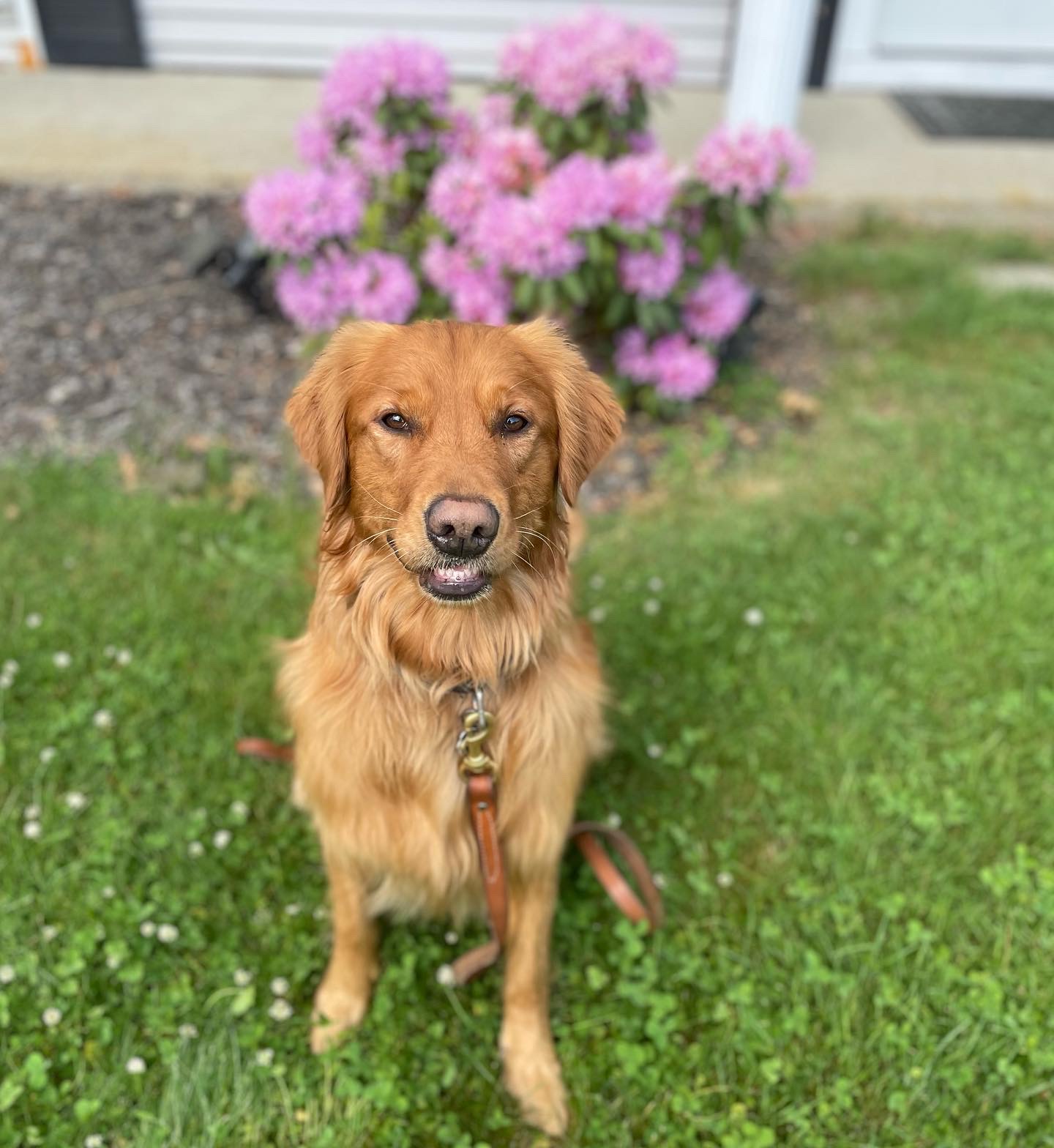 How to Teach A Dog To Stay in 5 Easy Steps The GoodPup Blog